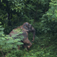 The wild male elephant returns to a hill after wandering into a city on the outskirts of Guwahati.